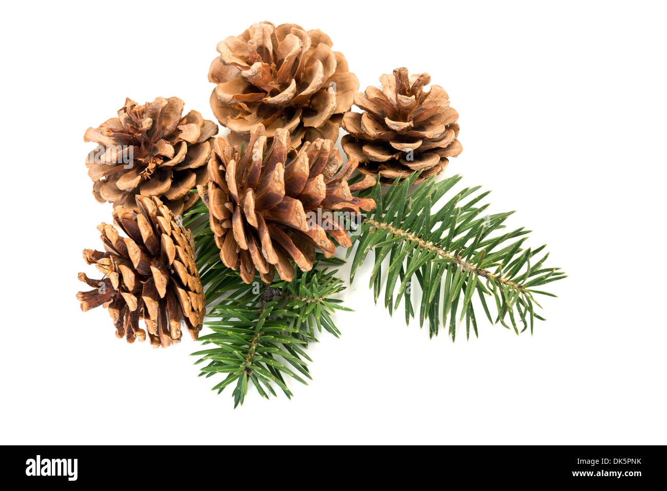 Pine cones with branch on a white background Stock Photo