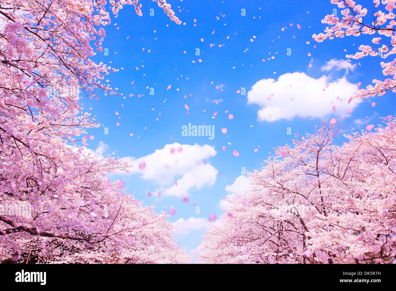 CG Image of Cherry Blossoms Blowing in the Wind Stock Photo - Alamy
