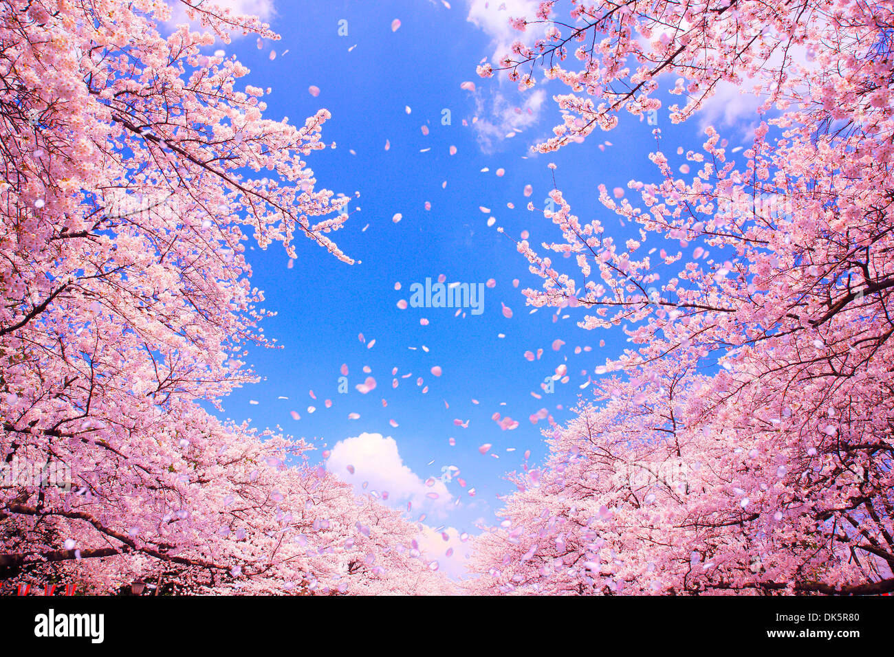 CG Image of Cherry Blossoms Blowing in the Wind Stock Photo - Alamy