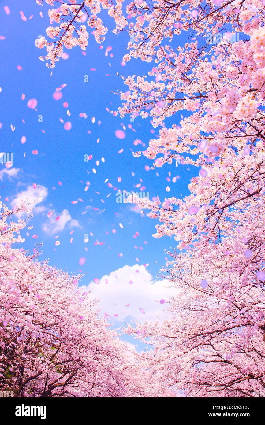CG Image of Cherry Blossoms Blowing in the Wind Stock Photo Alamy