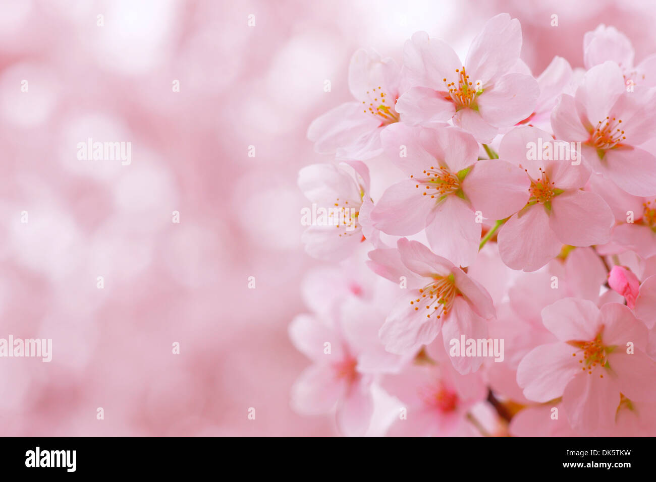 Cherry Blossoms in Full Bloom Stock Photo Alamy