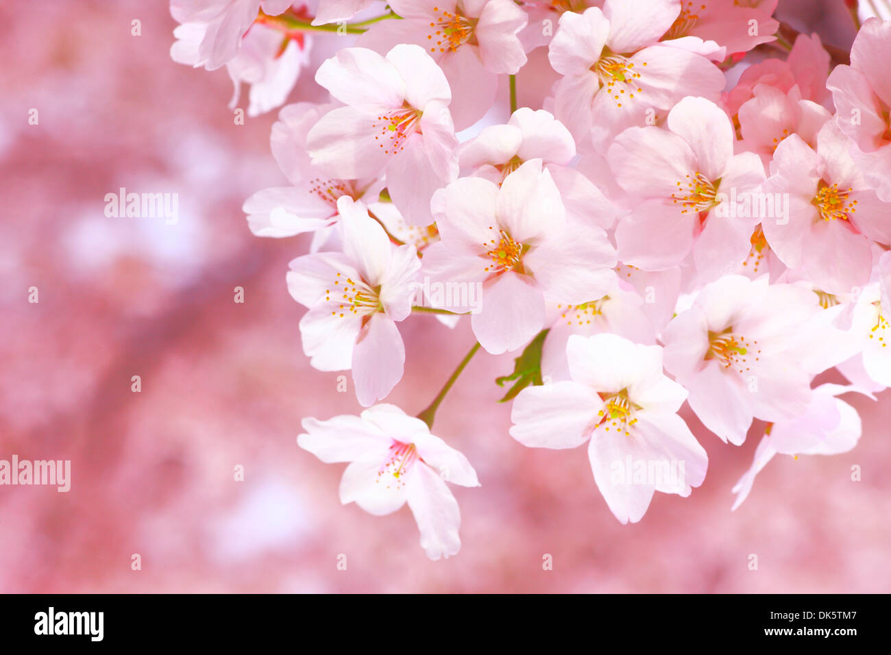 Cherry Blossoms in Full Bloom Stock Photo - Alamy