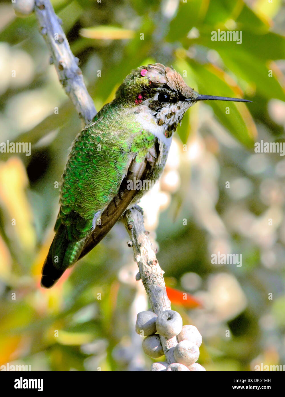 An Anna's Hummingbird  bird- Calypte anna, perched on a branch, pictured against a blurred background Stock Photo