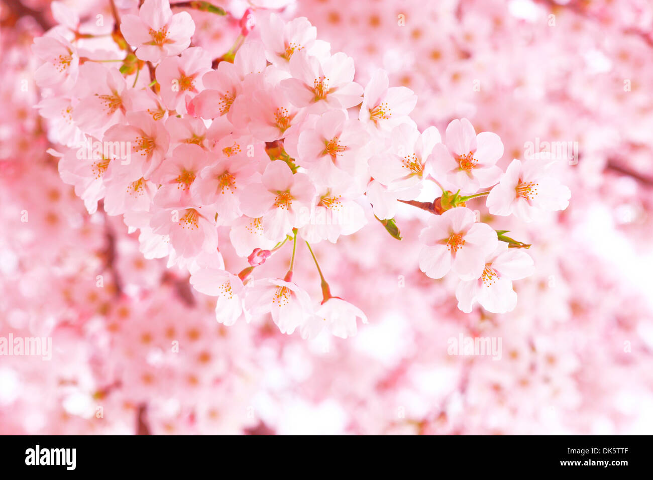 Cherry Blossoms in Full Bloom Stock Photo - Alamy