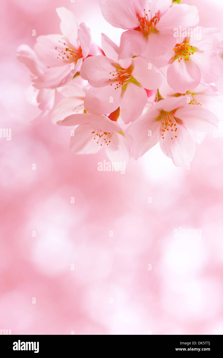 Cherry Blossoms in Full Bloom Stock Photo - Alamy