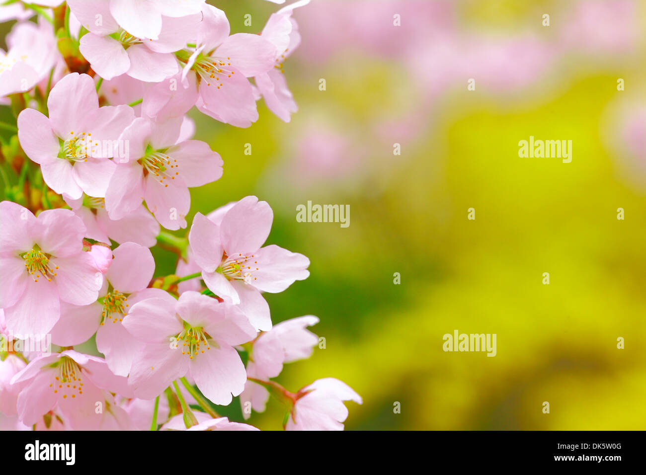 Cherry Blossoms in Full Bloom Stock Photo - Alamy