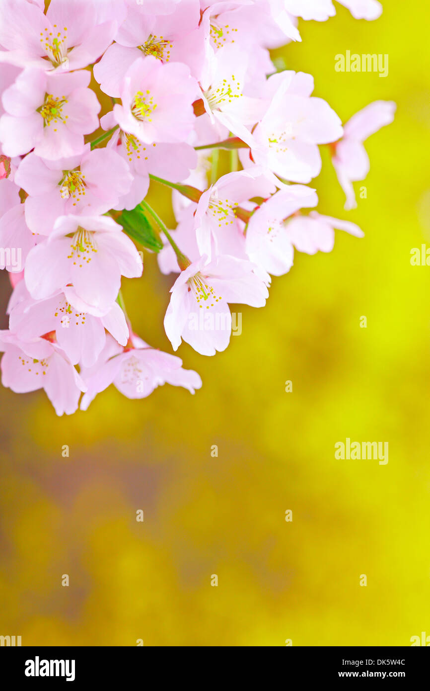Cherry Blossoms in Full Bloom Stock Photo Alamy