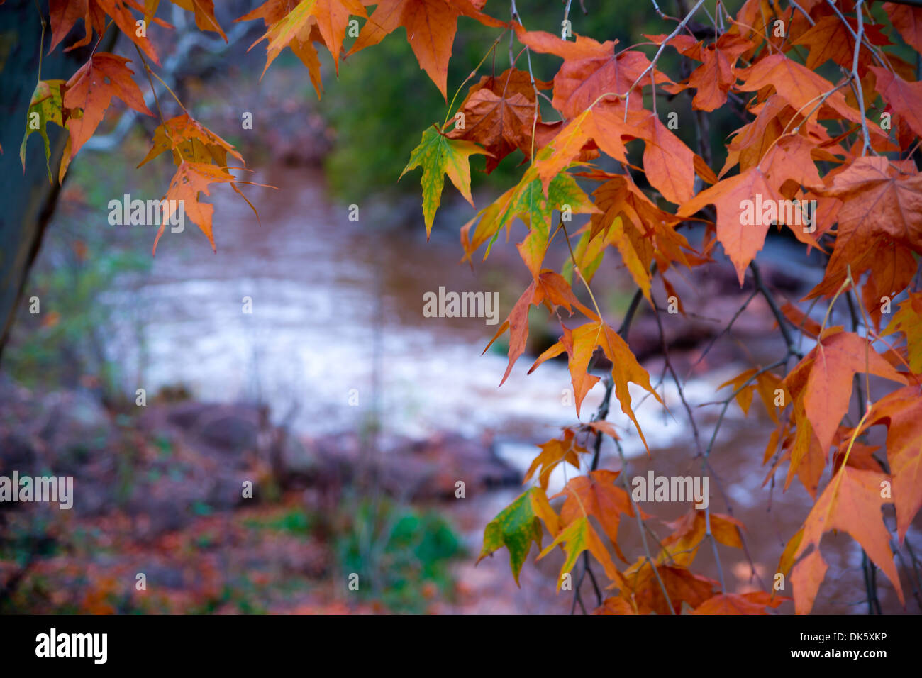 Fall in Arizona Stock Photo Alamy