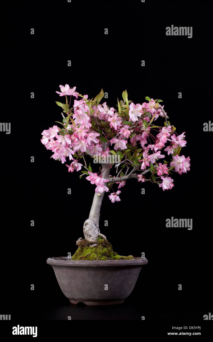 Bonsai cherry Stock Photo