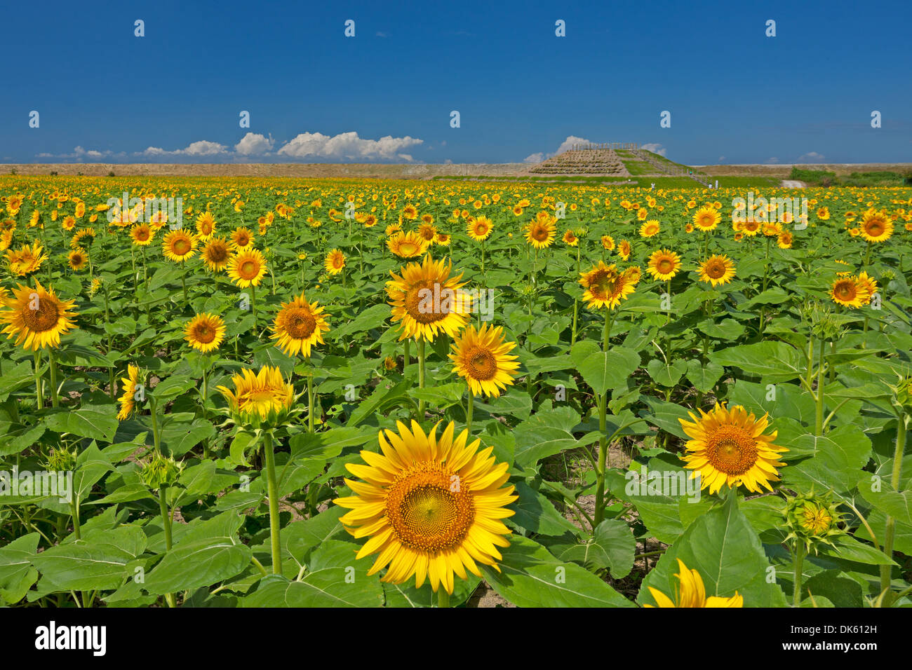Yanagawa Sunflower Garden Fukuoka Prefecture Japan Stock Photo Alamy