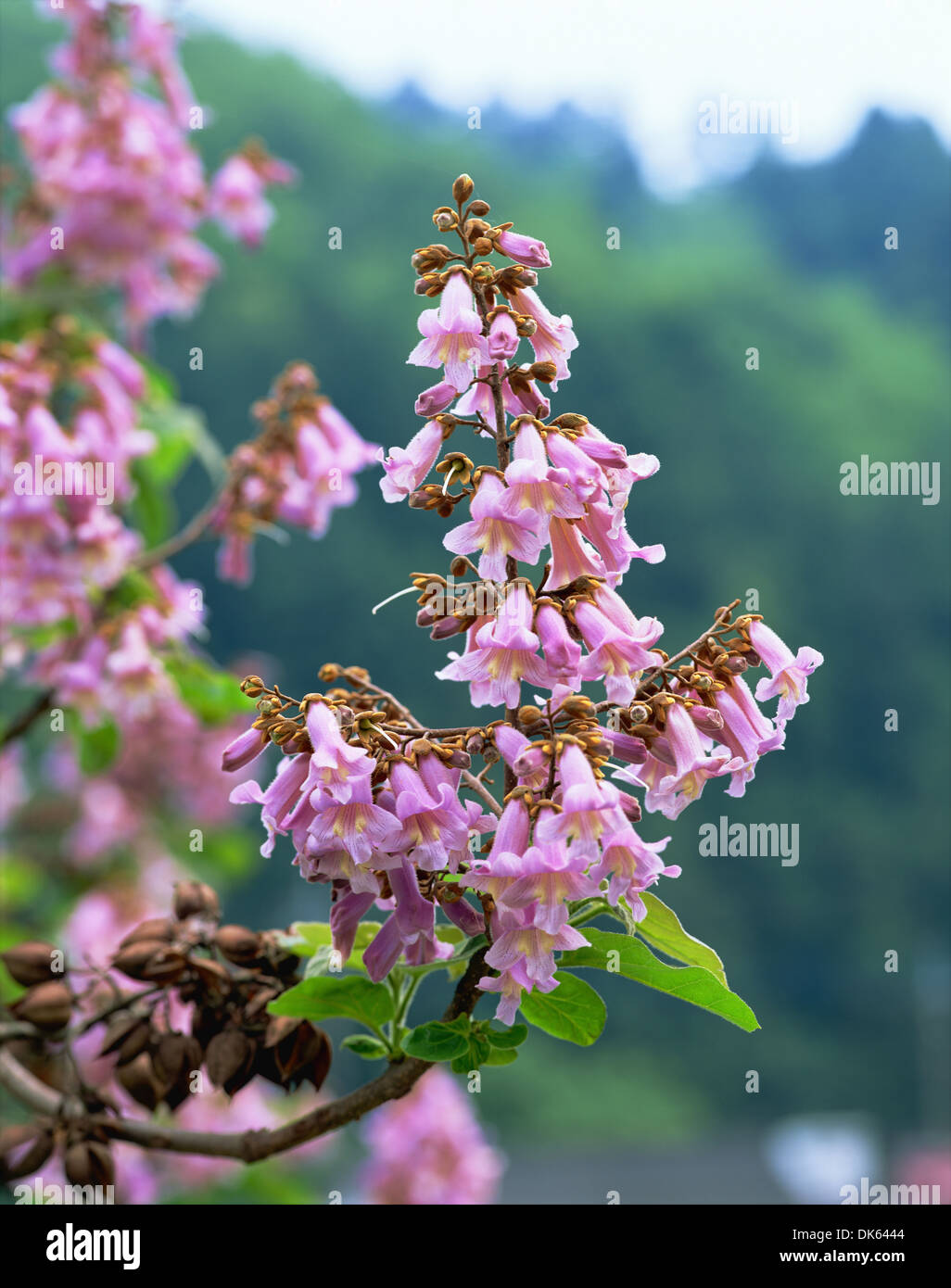 Empress Tree Stock Photo Alamy