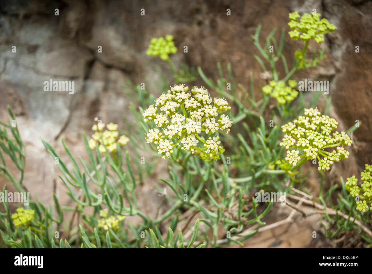 Yellow Rock Samphire (crithmum) growing wild on rock. Stock Photo