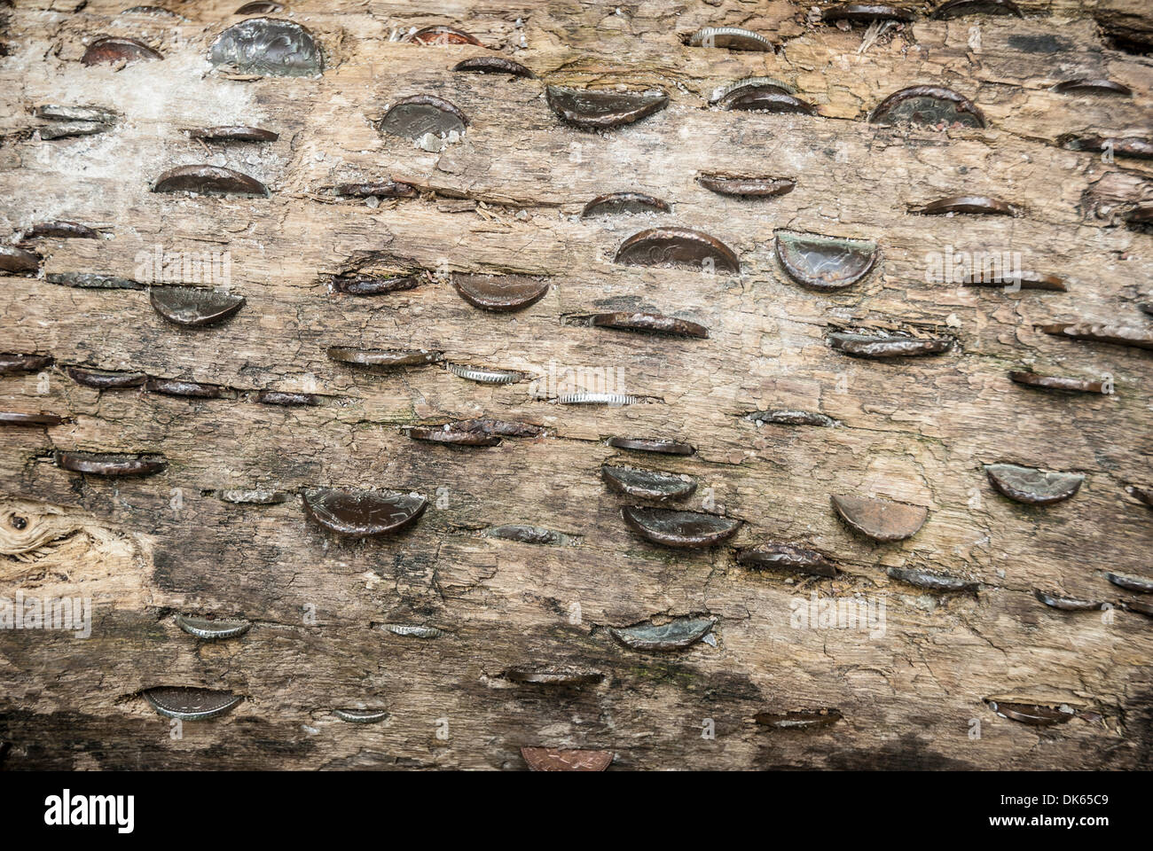 Money that has been bent and hammered into a tree trunk Stock Photo