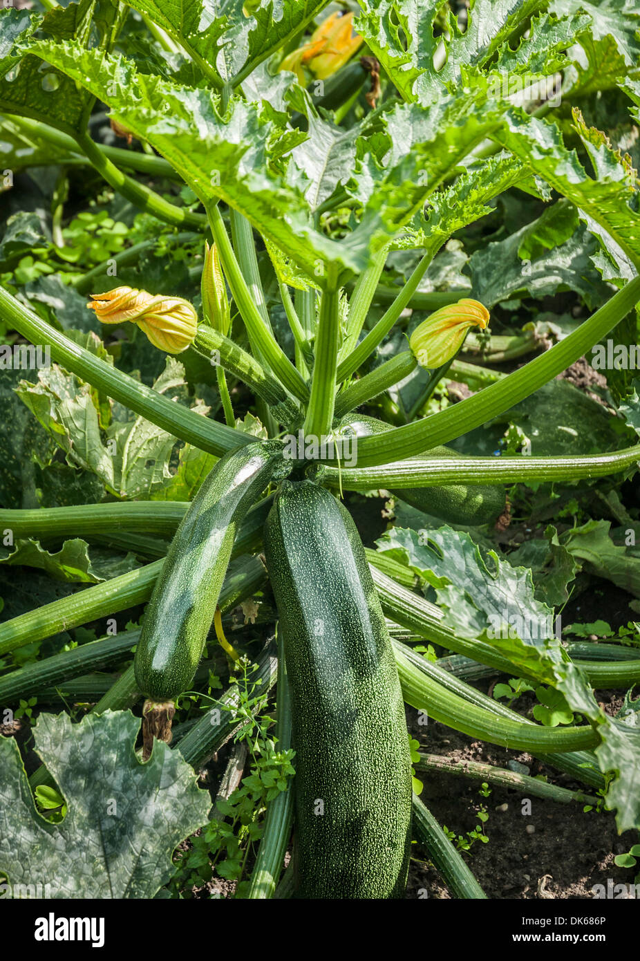 Home grown courgette plant growing with ripening fruit. Stock Photo