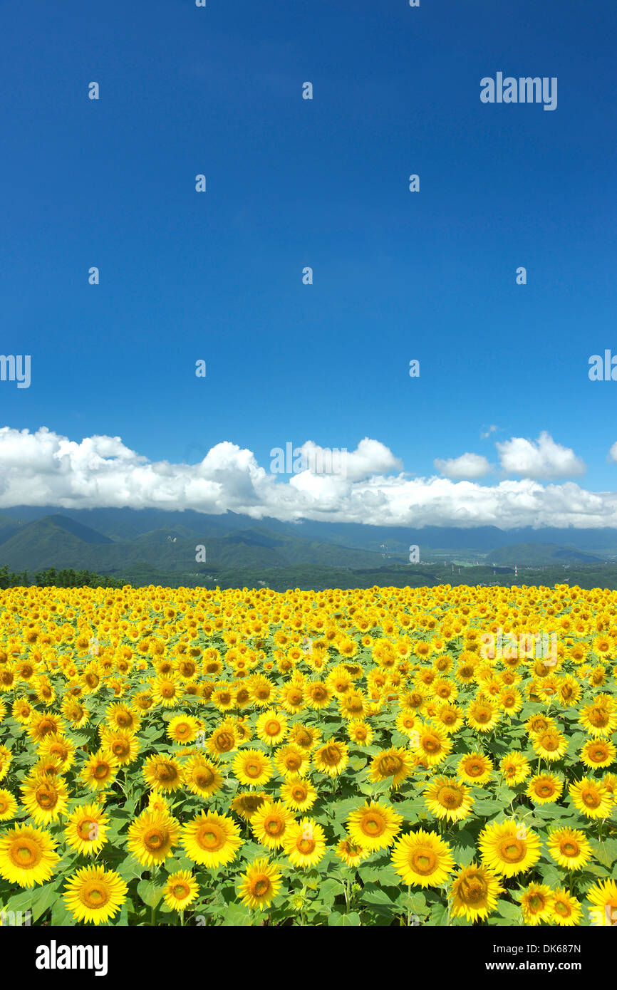 Sunflower Field Akeno Yamanashi Prefecture Japan Stock Photo Alamy