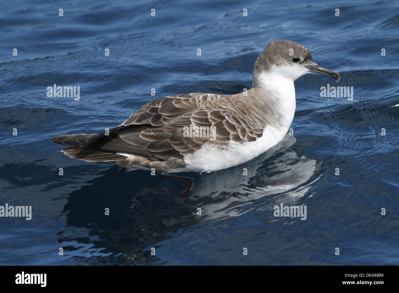 Great Shearwater Puffinus gravis Stock Photo