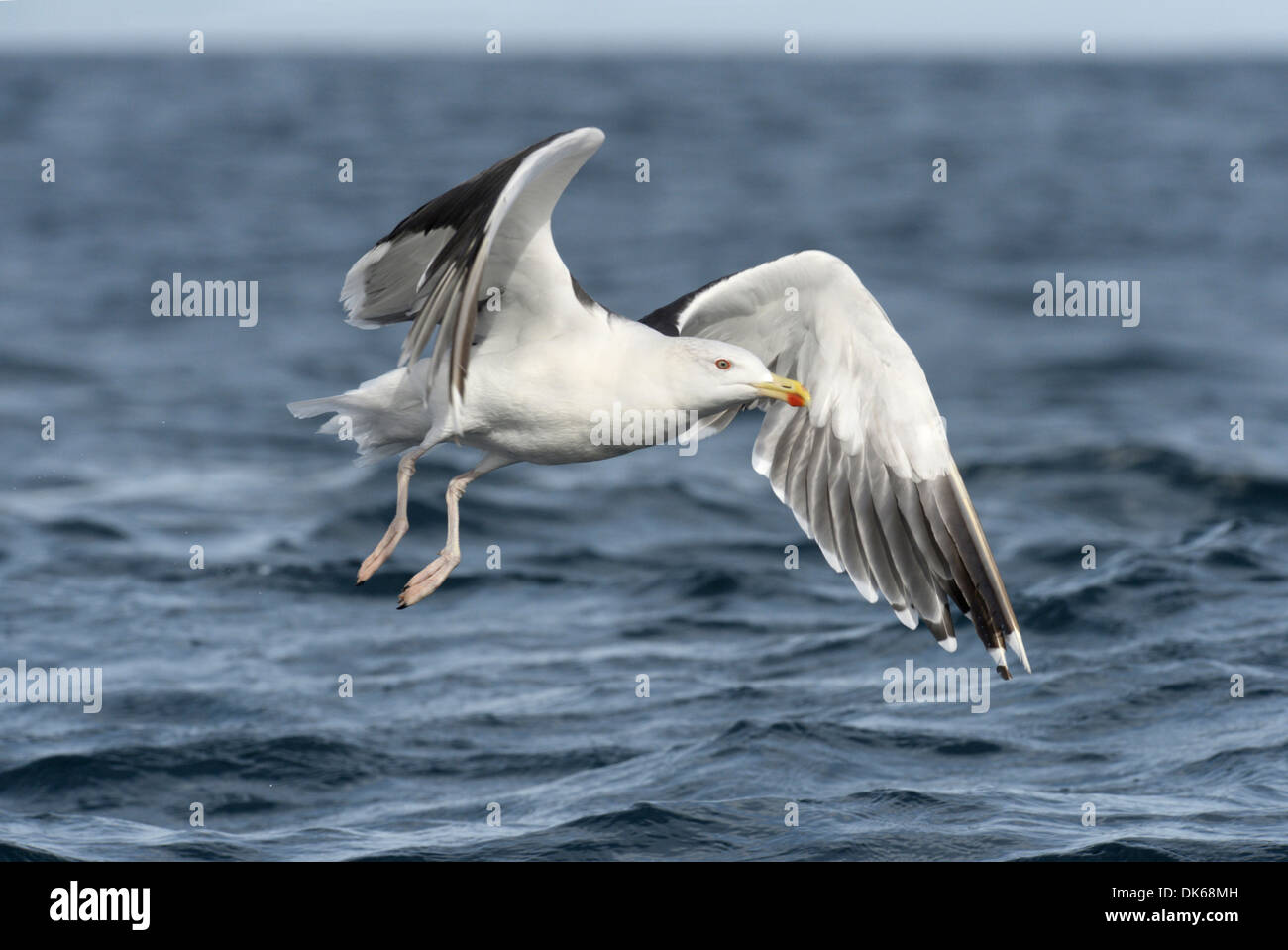 Great Black-backed Gull Larus marinus Stock Photo
