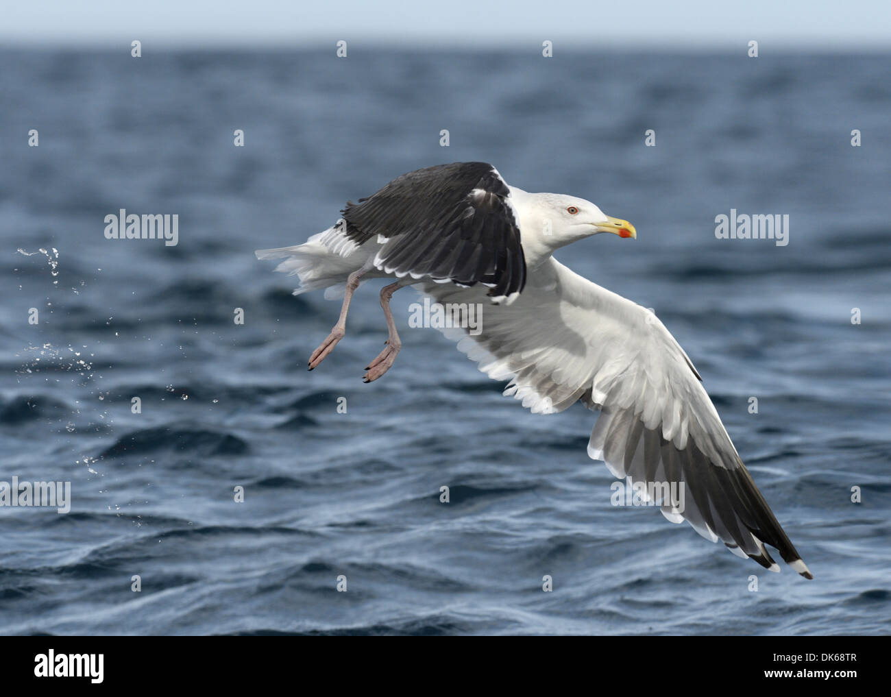 Great Black-backed Gull Larus marinus Stock Photo