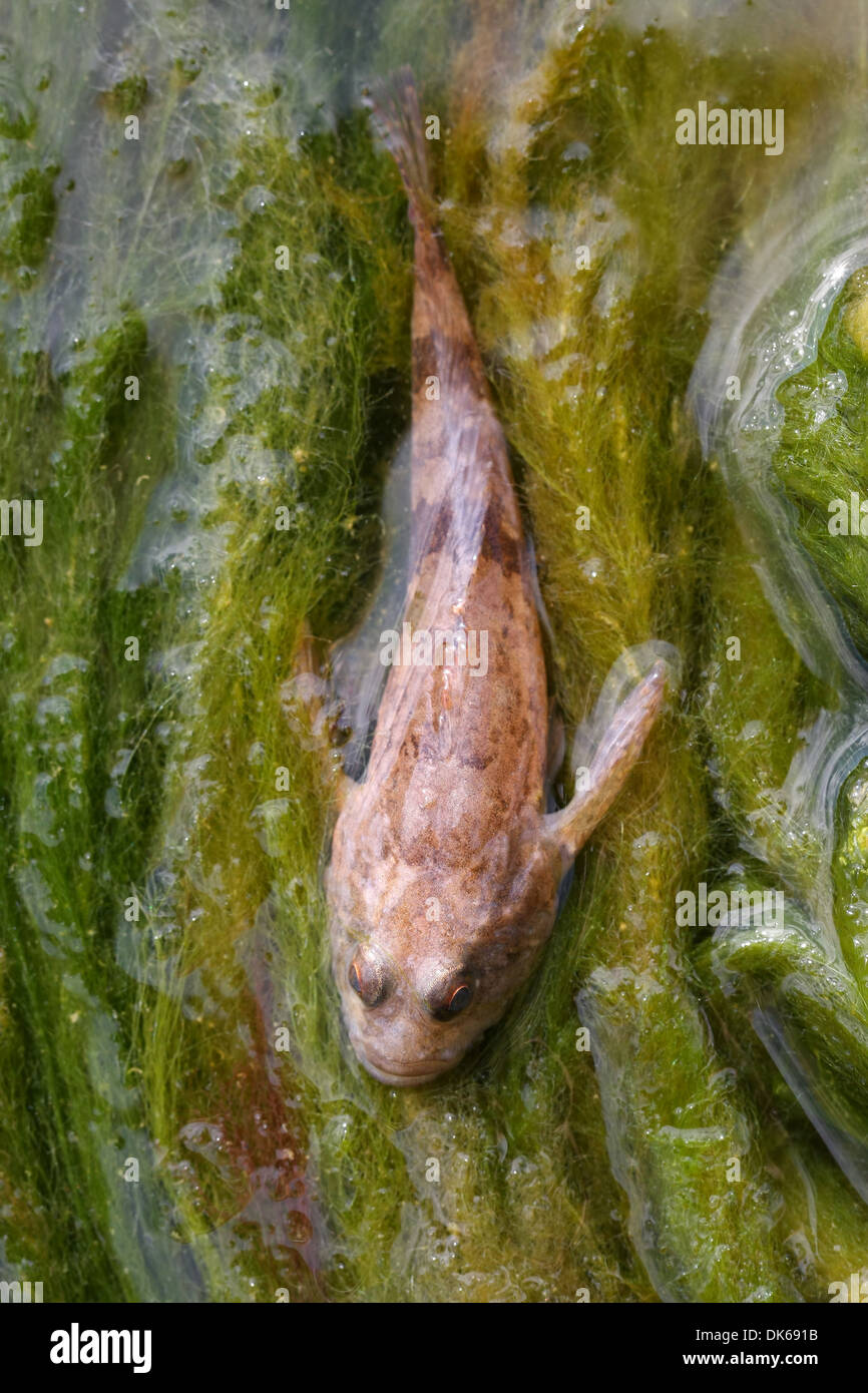 Little angler or devilfish on algae Stock Photo