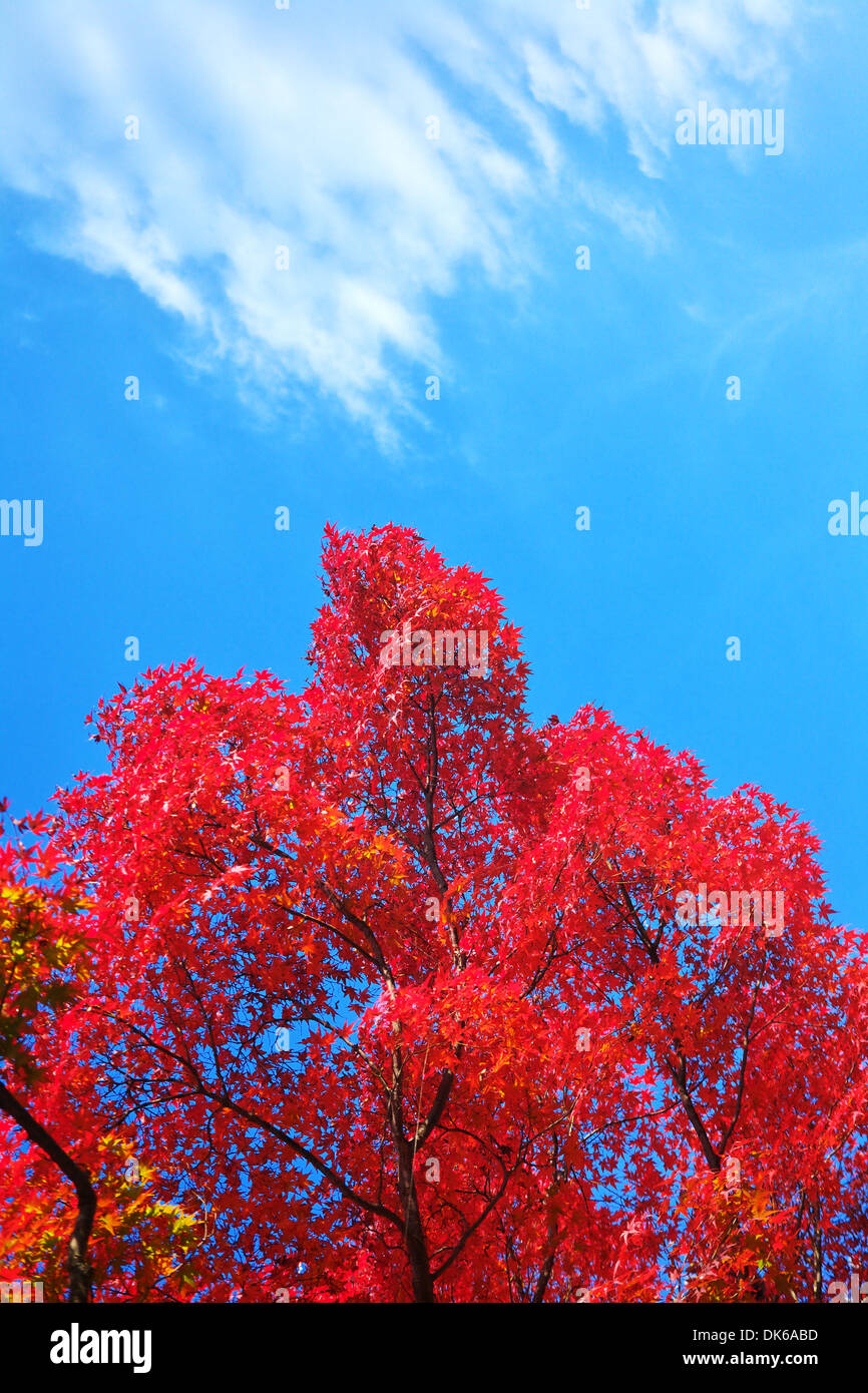 Autumn colors Stock Photo
