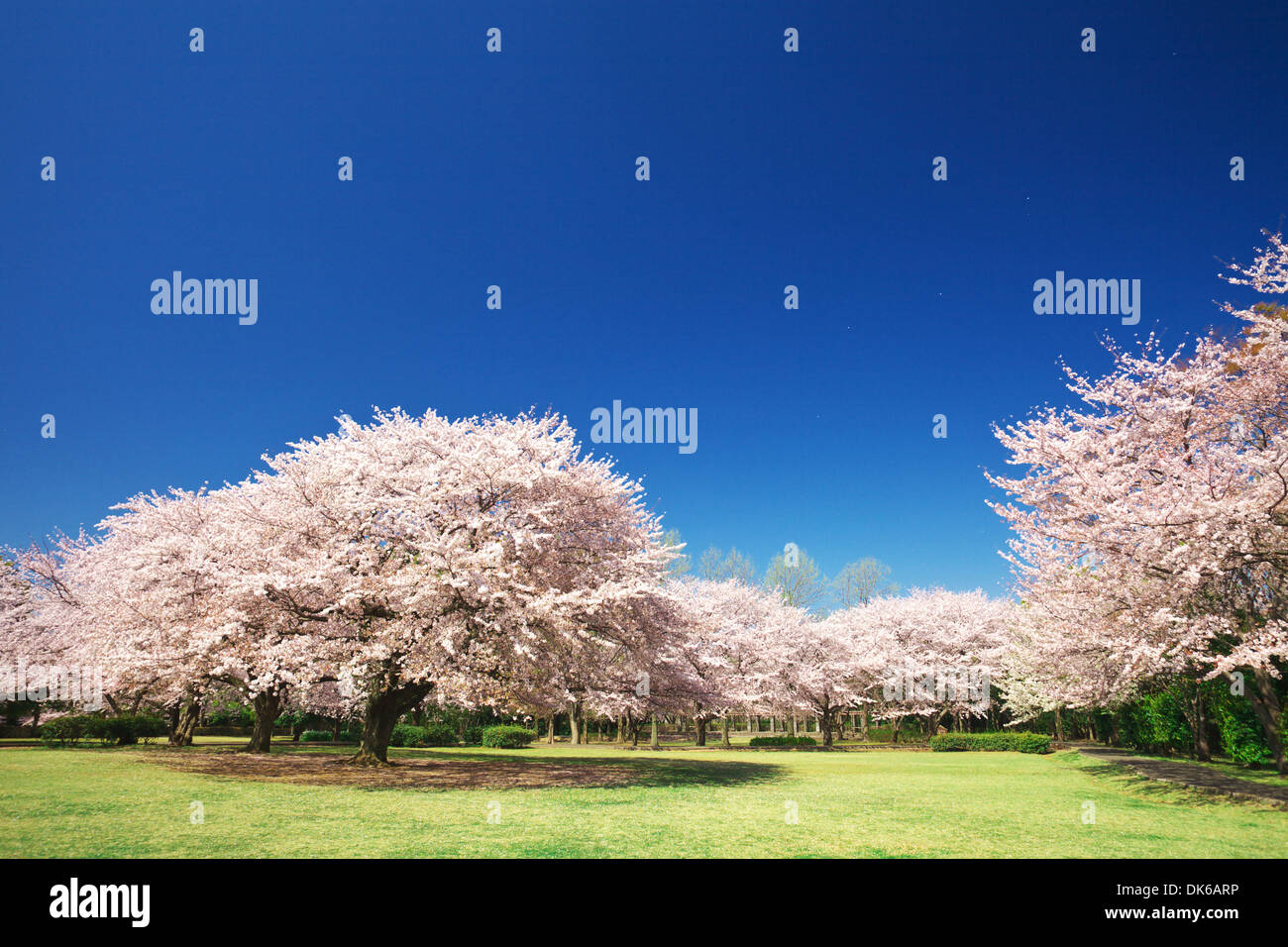 Huge flowering cherry tree hi-res stock photography and images - Alamy