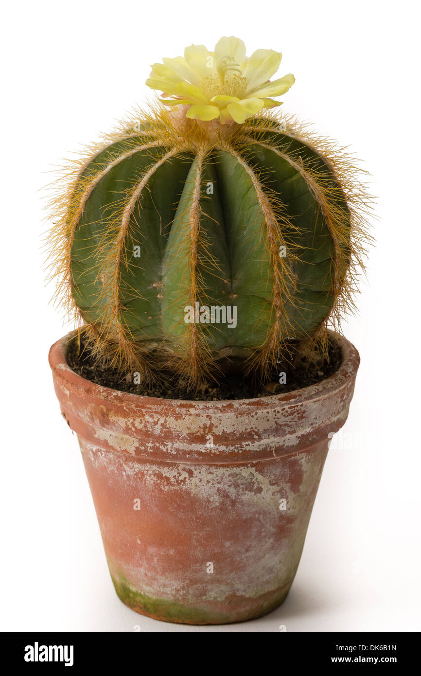 cactus in pot, Notocactus magnificus = Parodia magnifica Stock Photo
