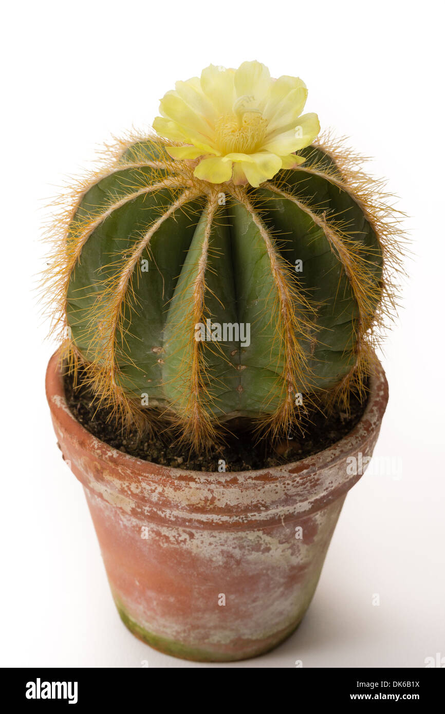 cactus in pot, Notocactus magnificus = Parodia magnifica Stock Photo