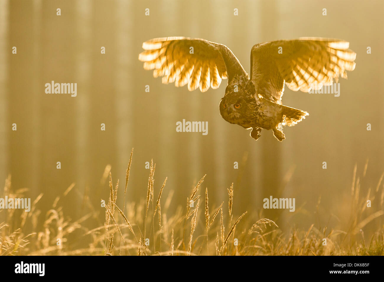 Eurasian Eagle owl (Bubo bubo) flying low through a pine forest in dawn light, Czech Republic Stock Photo