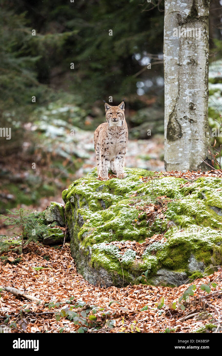 Eurasian lynx (Lynx lynx) standing on a rocky outcrop in the rain, Bavarian Forest National Park, Germany Stock Photo