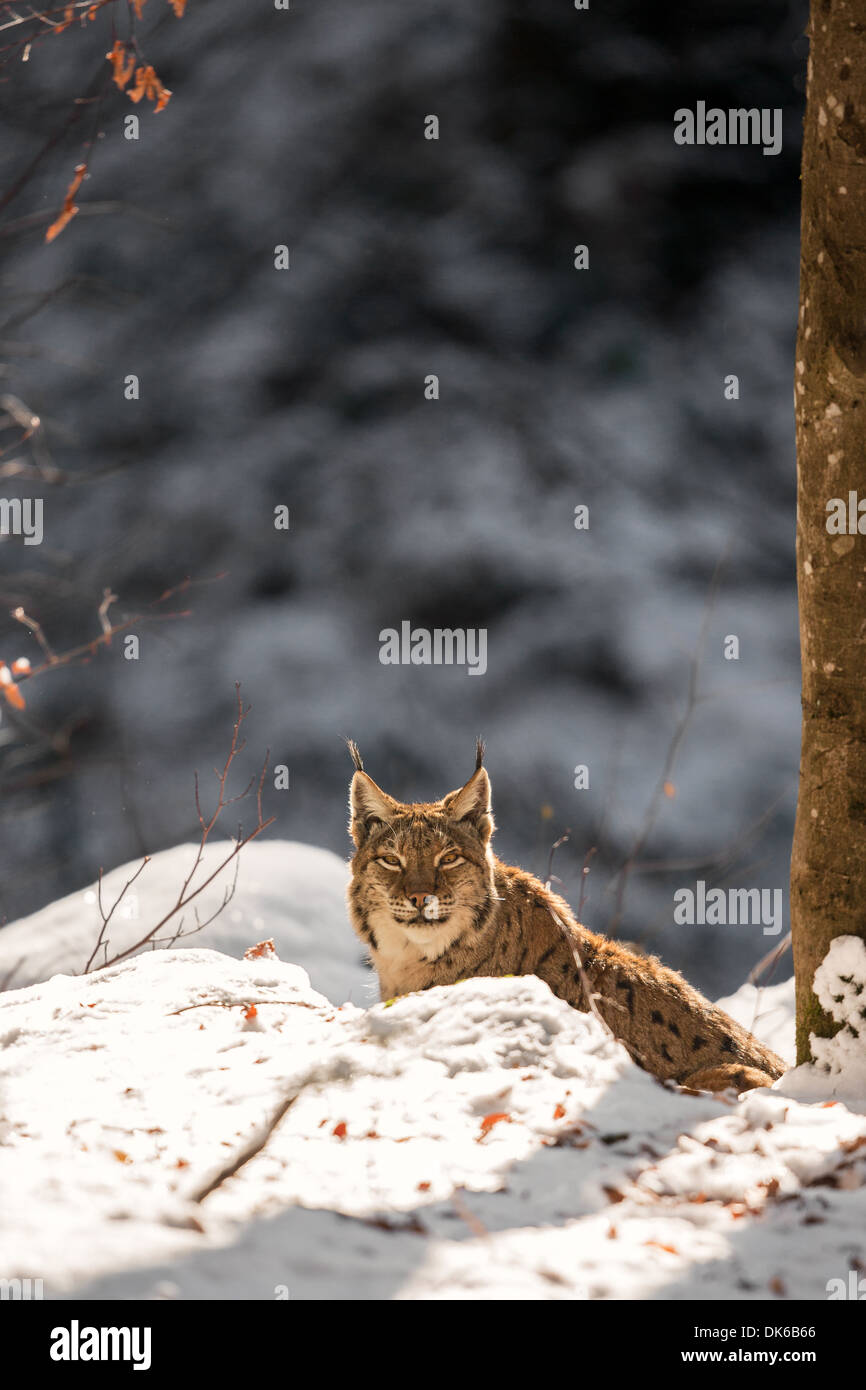 Eurasian lynx (Lynx lynx) in snow, Bavarian Forest National Park, Germany Stock Photo