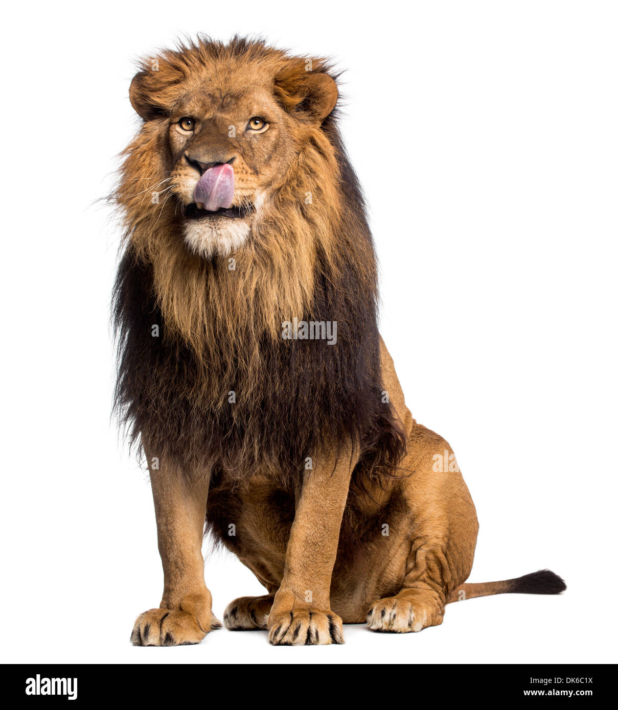 Lion sitting hi-res stock photography and images - Alamy