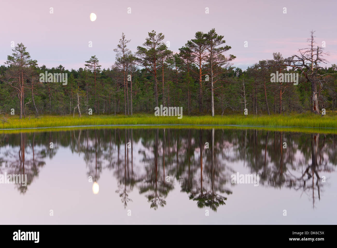 Lake in a bog, trees in background, reflections on water and moon in the sky. Stock Photo