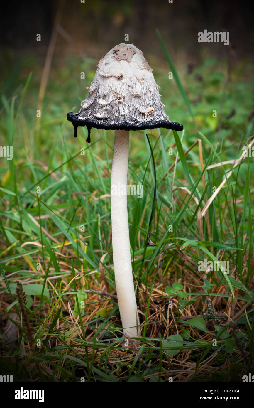 Slim tall mushroom known as Coprinus comatus Stock Photo