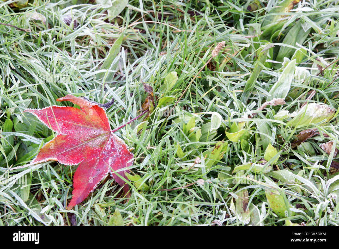 Red leaf with bits of frost on frosty lawn Stock Photo