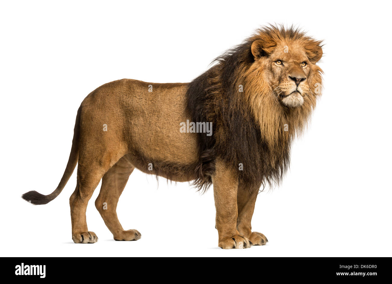 Lion standing hires stock photography and images Alamy
