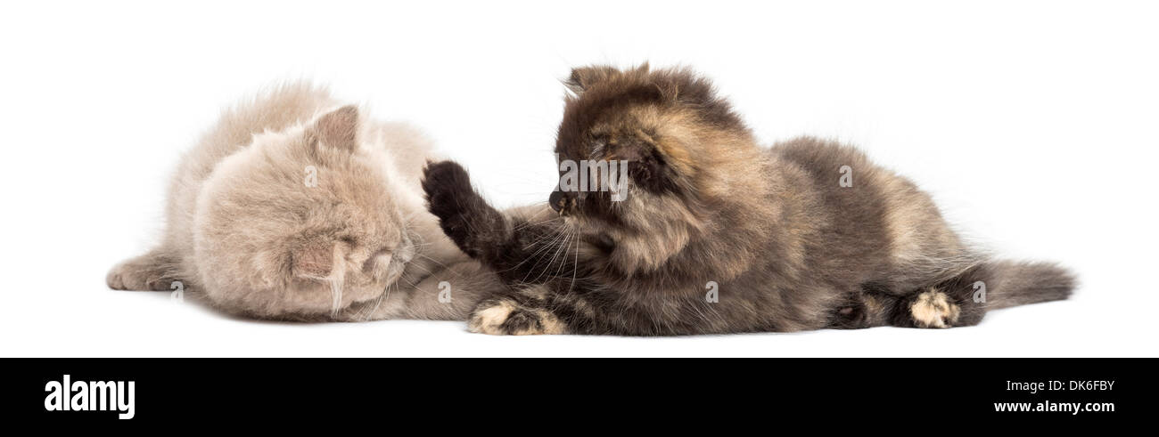 Two Highland fold kittens playing together against white background Stock Photo