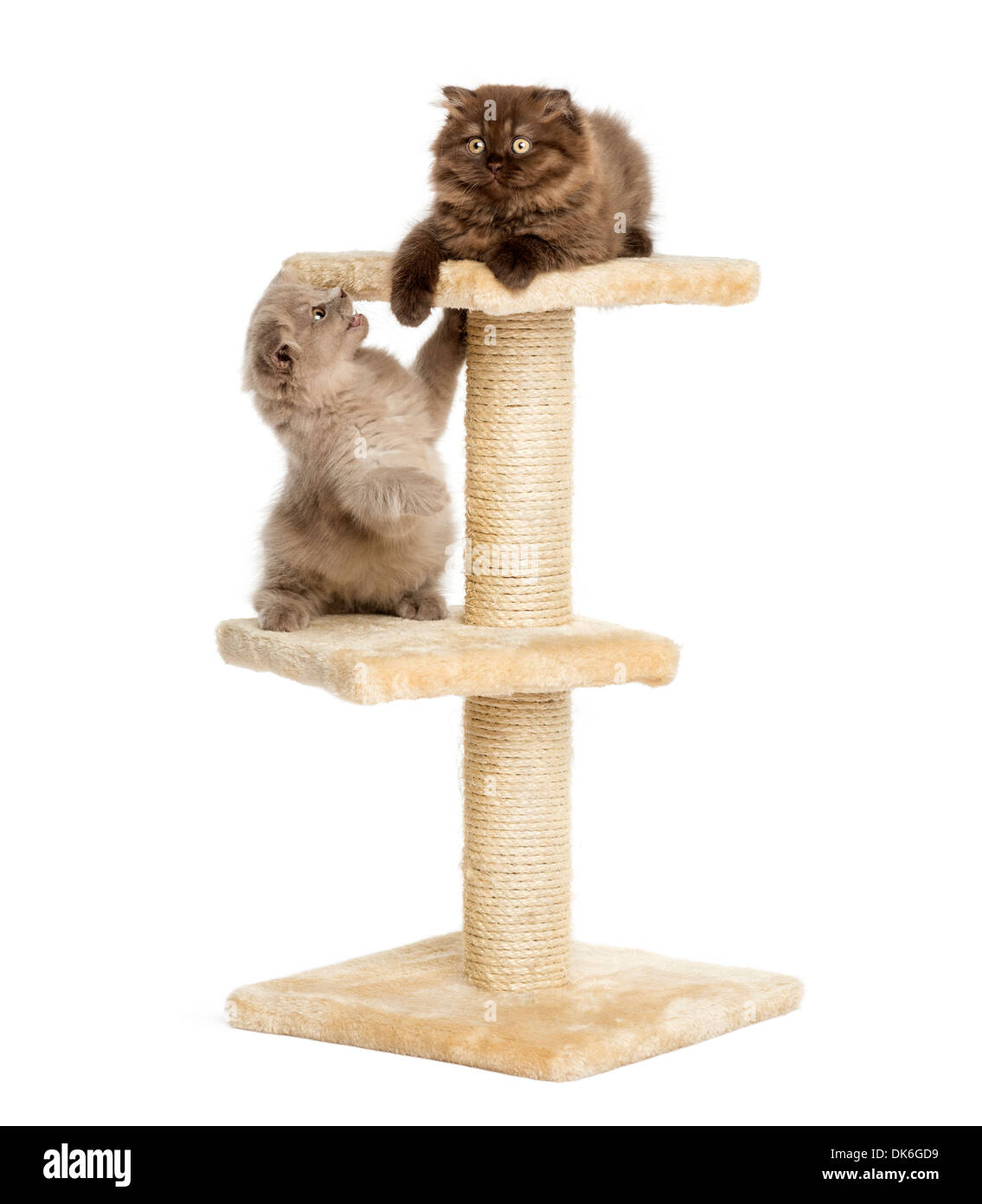 Highland fold kittens playing on a cat tree against white background Stock Photo