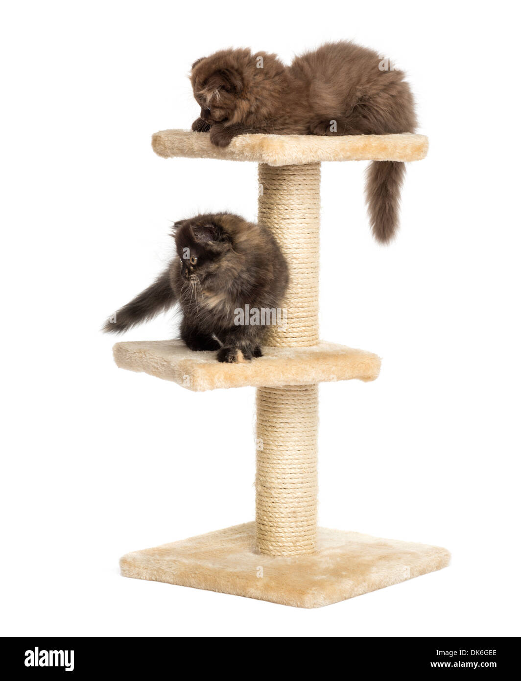 Highland fold kittens playing on a cat tree against white background Stock Photo