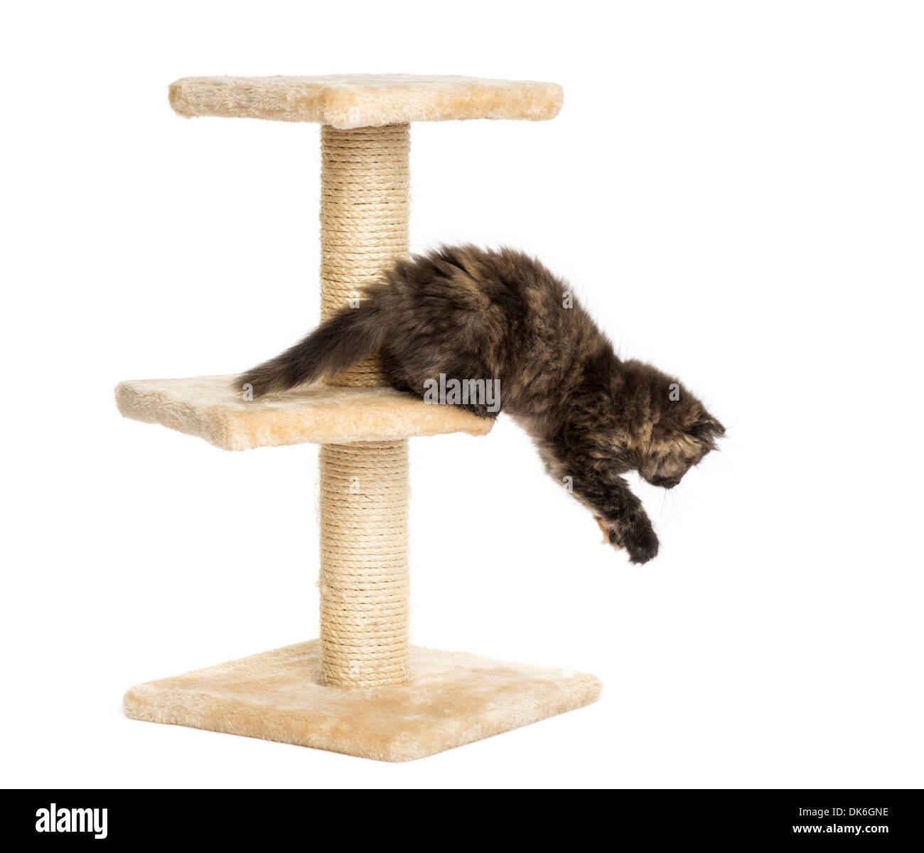 Highland fold kitten jumping from a cat tree against white background Stock Photo