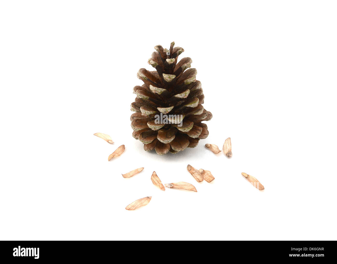 Large fir cone surrounded by delicate seeds, isolated on a white background Stock Photo