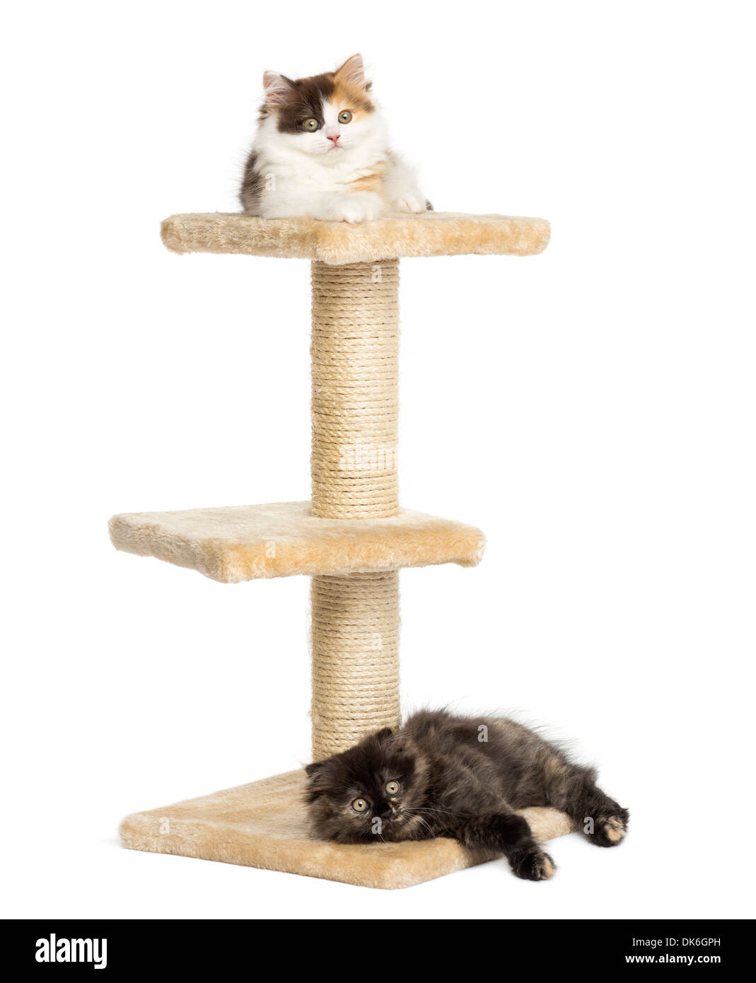 Highland straight and fold kittens lying on a cat tree against white background Stock Photo
