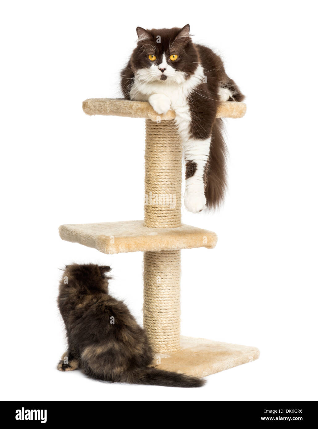 Cats lying around and on a cat tree against white background Stock Photo
