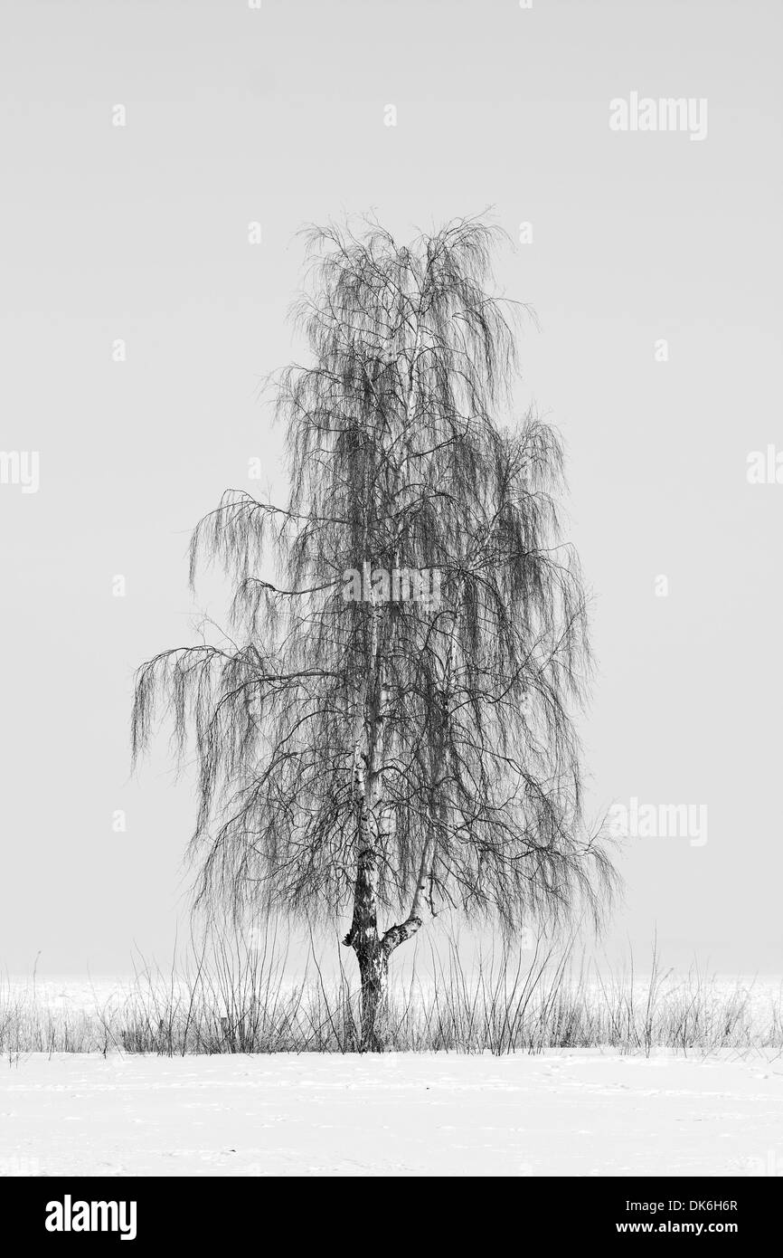 Tall single birch tree at winter Stock Photo