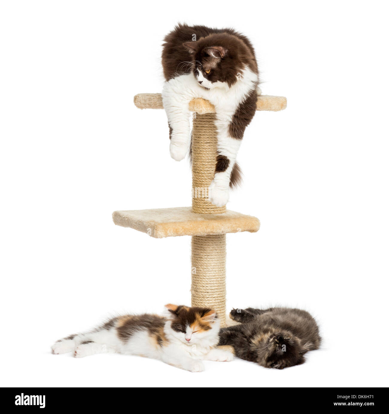Cats lying around and on a cat tree against white background Stock Photo