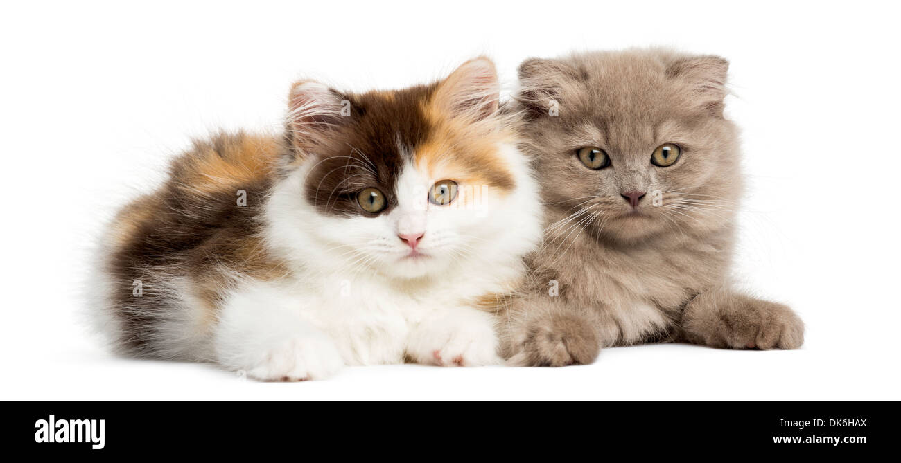 Highland straight and fold kittens lying together, looking at the camera against white background Stock Photo