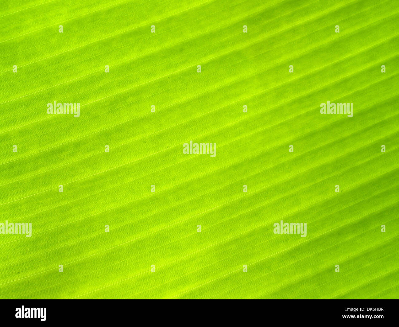 banana leaf , banana, banana tree, leaf, tropical leaves, palm leaf