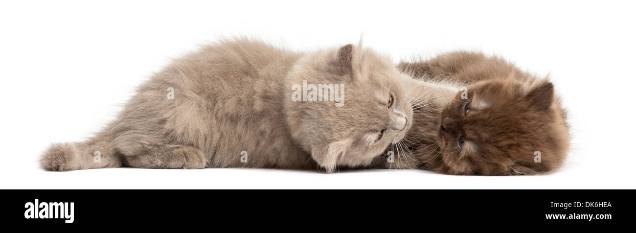 Highland fold kittens lying down, cuddling against white background Stock Photo