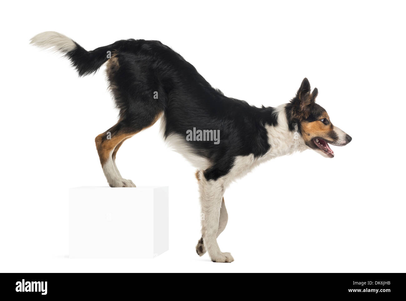 Side view of Border collie, rear legs up on a cube against white background Stock Photo