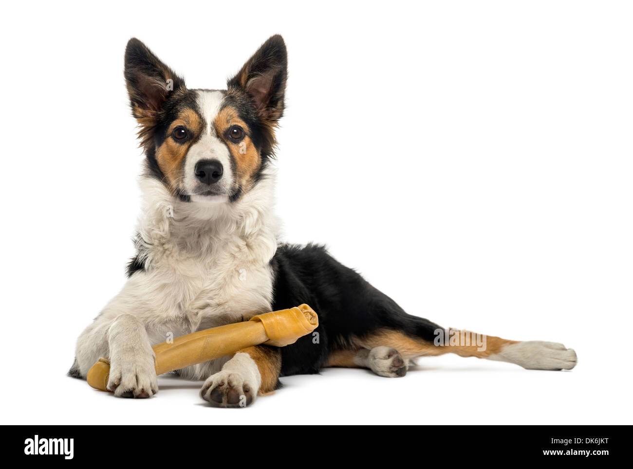 Border collie lying with a bone against white background Stock Photo