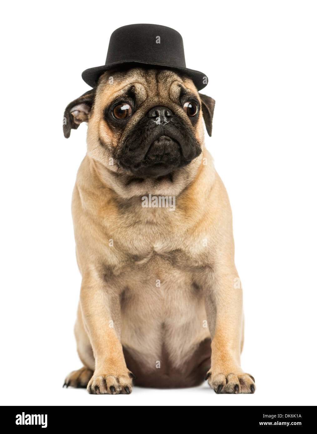 Front view of a Pug puppy wearing a top hat, sitting, 6 months old, against white background Stock Photo